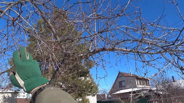 Как РАЗЛИЧАТЬ ПЛОДОВУЮ ПОЧКУ и ростовую ВИШНИ, ЧЕРЕШНИ, ДЮКА. смотреть онлайн