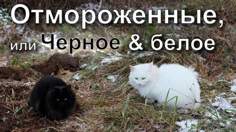 Отмороженные, или Черное & белое смотреть онлайн