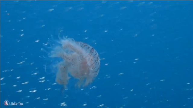 Авторская Медитация на исцеление с энергией Кундалини Рейки ?#исцеляющиемедитации#разговорподушам# смотреть онлайн