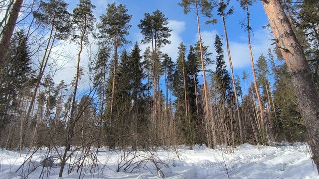 Солнечный день в зимнем лесу. ч.1. Март 2024 смотреть онлайн