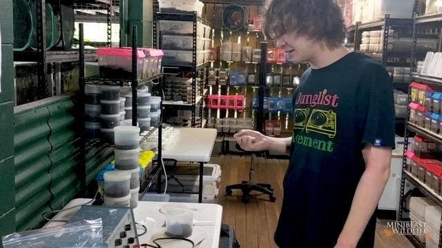 This is how scorpions are milked! | Behind the Scenes at Minibeast Wildlife смотреть онлайн