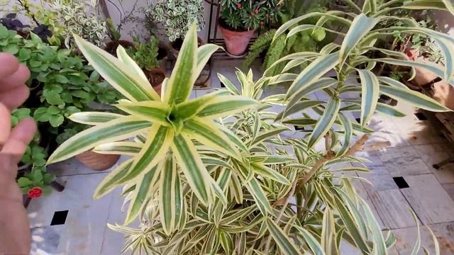 Grow Song Of India Like A Pro., Dracaena Plant Care & Propagation Tips(Hindi), Make Dracaena Bushy