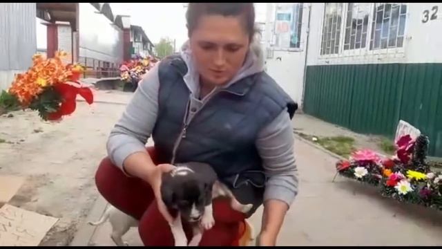 Коробку с щенками выбросили на проезжей части в Курске