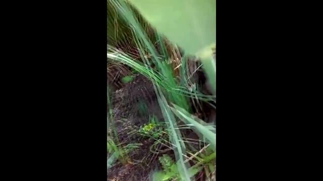 уж утащил карася snake on the hunt!змея на охоте жесть смотреть онлайн