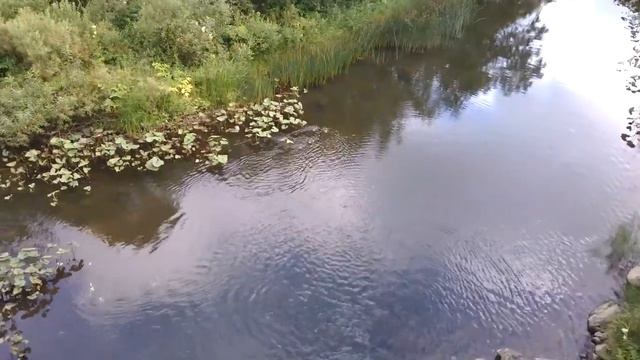 Уточки в реке Ревда! смотреть онлайн