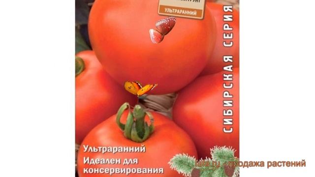 Томат обыкновенный Ранняя пташка (rannyaya ptashka) ? обзор: как сажать, семена томата Ранняя пташк смотреть онлайн
