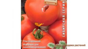 Томат обыкновенный Ранняя пташка (rannyaya ptashka) ? обзор: как сажать, семена томата Ранняя пташк