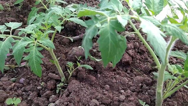 #Белоомут #сирень #огород #дача Рассказываю как сделать так, чтобы в теплице не "горели" помидоры смотреть онлайн