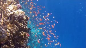 Сен-Санс "Аквариум". Видеозаставка для слушания.