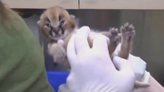 Детеныши каракала смотреть онлайн