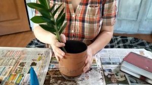 Реанимация Замиокулькаса. Что делать если подгнили корни