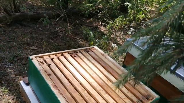 2 роя в лесу в начале июня смотреть онлайн