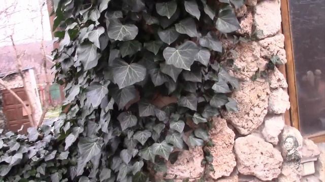 ПЛЮЩ ИЛИ ХЕДЕРА МОЖЕТ СДЕЛАТЬ ВАШ БАЛКОН ВЕЧНОЗЕЛЁНЫМ УГОЛКОМ! смотреть онлайн