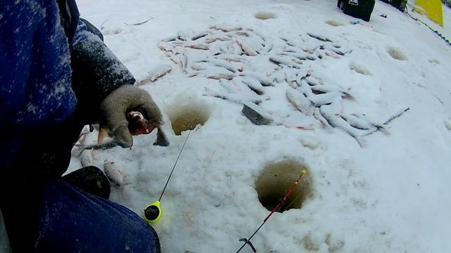БЕШЕННЫЙ КЛЕВ В МОРОЗ. Зимняя рыбалка 2019-2020 по первому льду. (часть 2). смотреть онлайн