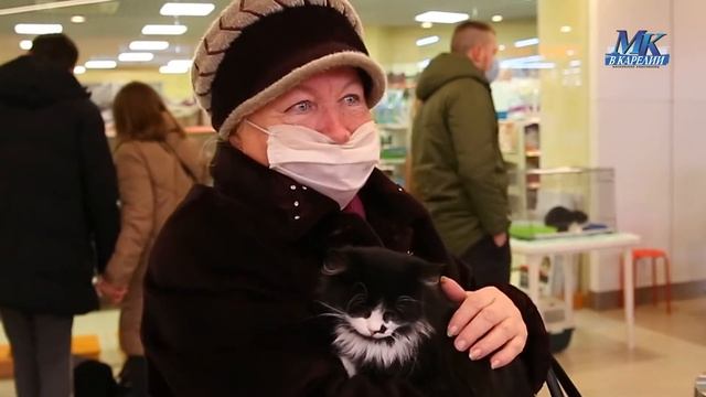 Выставка-раздача бездомных кошек (МК) смотреть онлайн