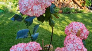 Гортензия. Самые КРАСИВЫЕ ремонтантные СОРТА. Обзор коллекции.