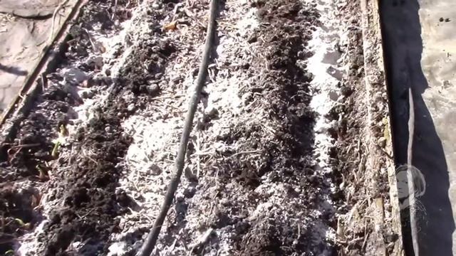 ЧЕСНОК ВЕСЕННЯЯ ПОСАДКА ЧЕСНОКА В УМНЫЕ ГРЯДКИ. смотреть онлайн