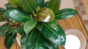 Блеск листьев без силиконов! Чем я натираю свои фикусы.