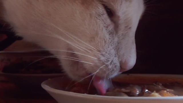 Бешенный кот искусал хозяина смотреть онлайн