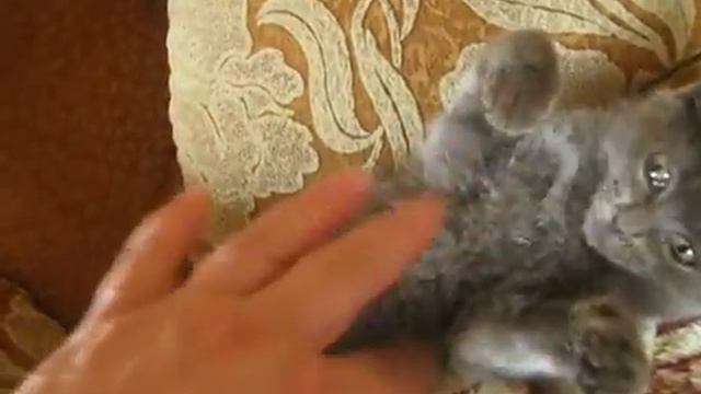 Злата и маркиза ДОМА 023 смотреть онлайн