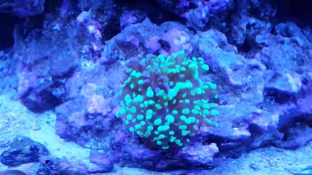 Update on Bicolor Frogspawn Frag смотреть онлайн