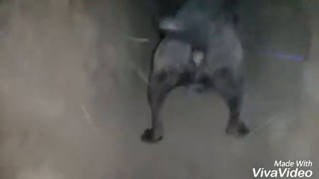 Курцхаар с барсуком раз на раз смотреть онлайн