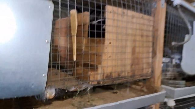 Как дела у новорождённых крольчат? смотреть онлайн