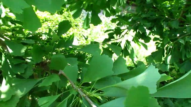 Гинкго Билоба Саратога/Ginkgo Bilōba Saratoga