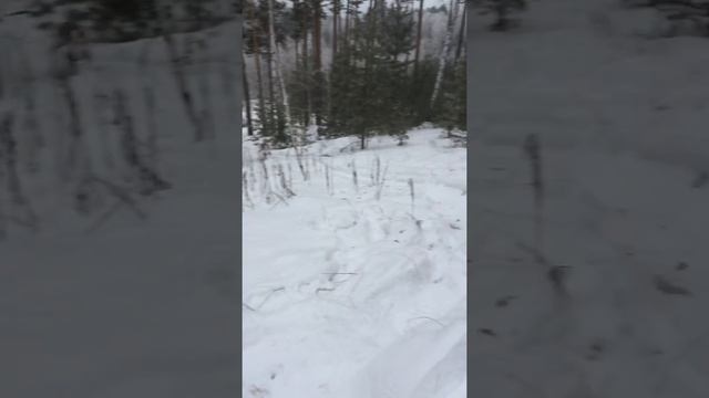 Тест драйв динго 150сс Зима 2017 смотреть онлайн