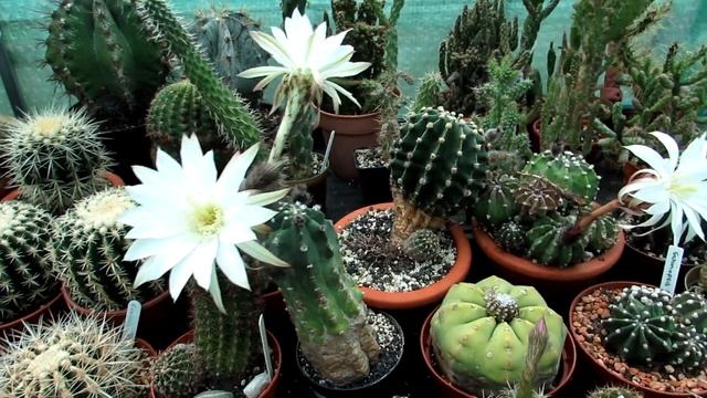 Echinopsis subdenudata Cacti Blooming lovely in the Polytunnel | Easter Lily Cactus | Domino Cactus смотреть онлайн