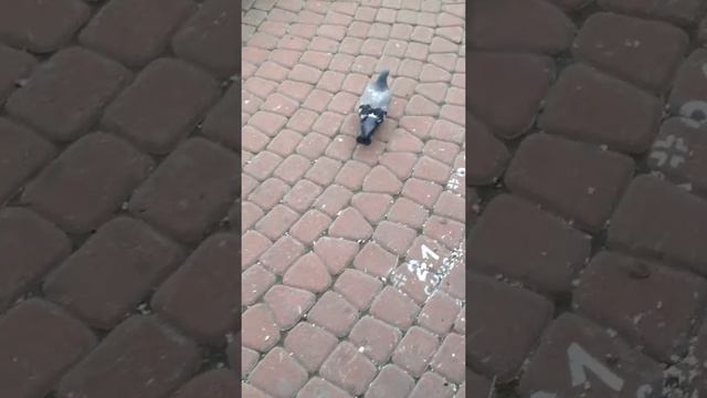 ЛУКИ-MEN:КОРМИТ ГОЛУБЕЙ ХЛЕБОМ смотреть онлайн