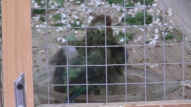 Как попугай розелла купается :) КУПАЛЬЩИК Rosella Bathe