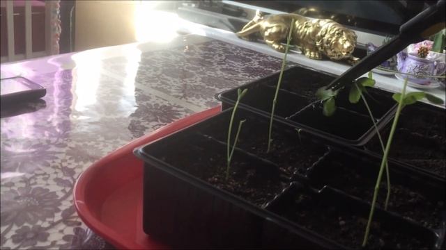 Прищипывание душистого горошка.  Результаты прищипывания и черенкования.