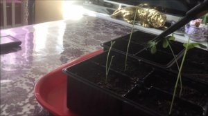 Прищипывание душистого горошка.  Результаты прищипывания и черенкования.