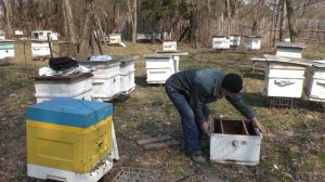 КАРНИКА ПЕШЕЦ ИЛИ НЕТ?.