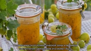 Крыжовник Русский желтый — преимущества и недостатки