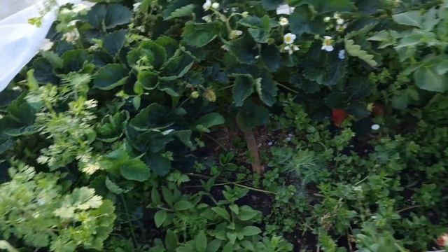 Июнь, спеет Купчиха. Как я за ней ухаживаю! смотреть онлайн