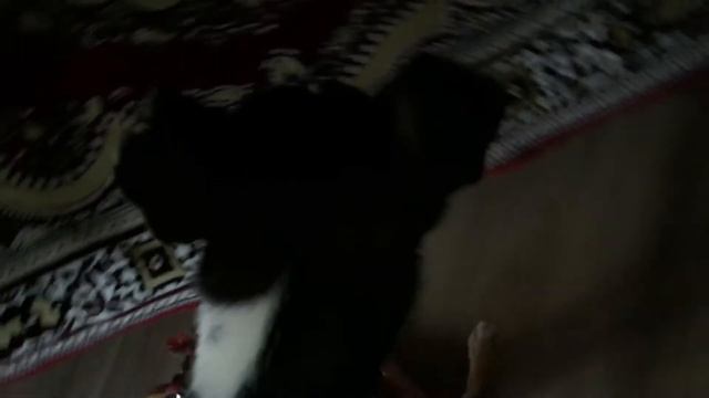 ЧТО БУДЕТ ЕСЛИ ГАВКАТЬ НА СОБАКУ? смотреть онлайн