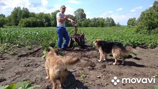 (Deaf )мотор сич окучивать картошки 2-3 часть. смотреть онлайн