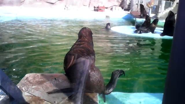 Морские котики!!!! смотреть онлайн