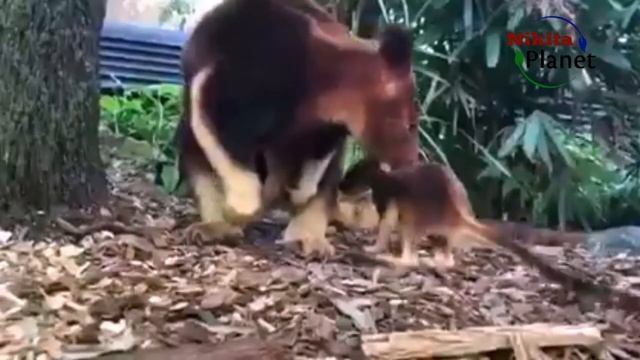 Древесные кенгуру . Tree kangaroos смотреть онлайн