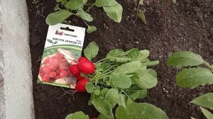 Лучший редис для теплицы. Наконец я нашла его! какой редис сажать?