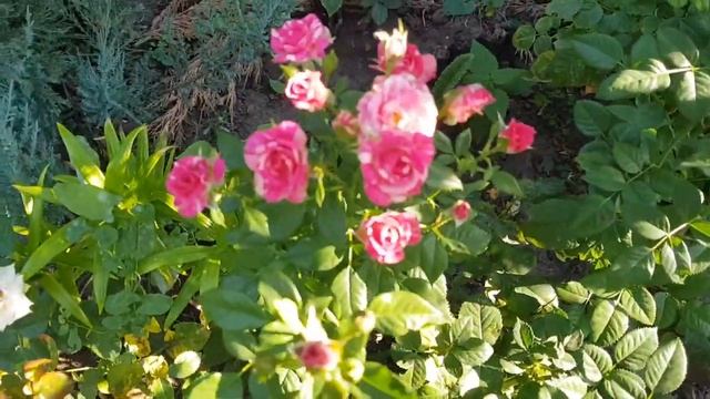 Дом в цветах//Цветёт гибискус// Садовые новинки// Крашу наличники. смотреть онлайн