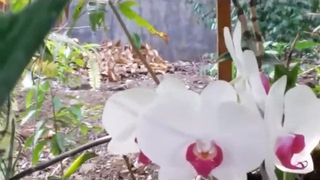 Phalaenopsis hybrid - update on my orchids смотреть онлайн