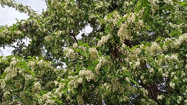 24мая 2021 г.    АКАЦИЯ