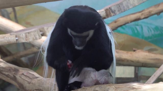 Восточный колобус. Мама и малыш. 04.02.2023 смотреть онлайн