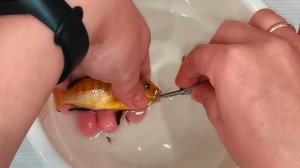 Спонтанный нерест цихлиды еллоу в общем аквариуме.