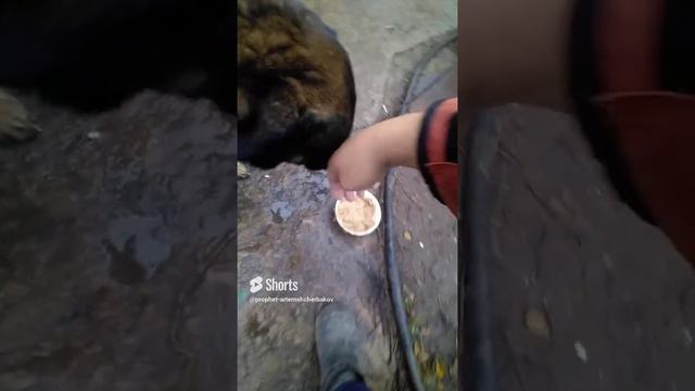 0.42.££.DARICK.×408.МИСКА.ДОБРОТА.ЗЛО.ЧЕШУ.NATURELЬ.PROPHET. SHCHERBAKOV. ЩЕРБАКОВ АРТЕМ. DOG.СОБАКА