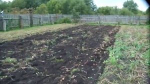 начало уборочной (картошка в огороде сорта «скарб,тулеевский  ,удача)