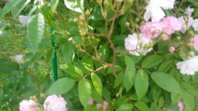 Розы в саду.Guirlande Rose Гирлянд роз.Моя коллекция.